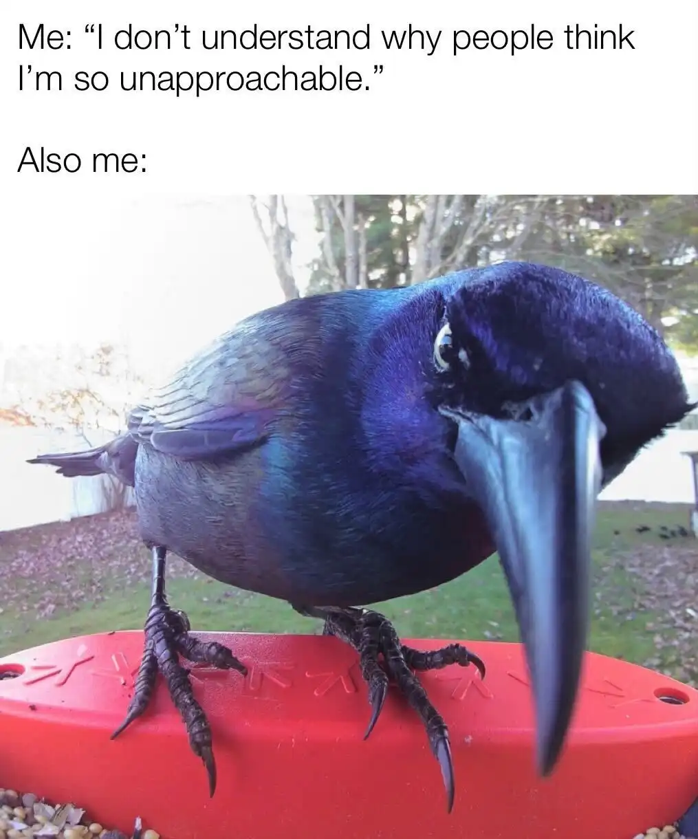 A close-up photo of a shiny blue bird, likely a grackle, perched on a red bird feeder with a stern, unimpressed expression…