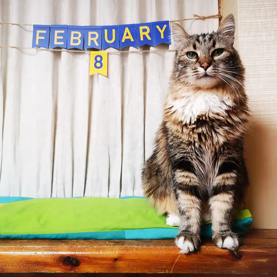 Mark Your Calendars: February 8th is Here!