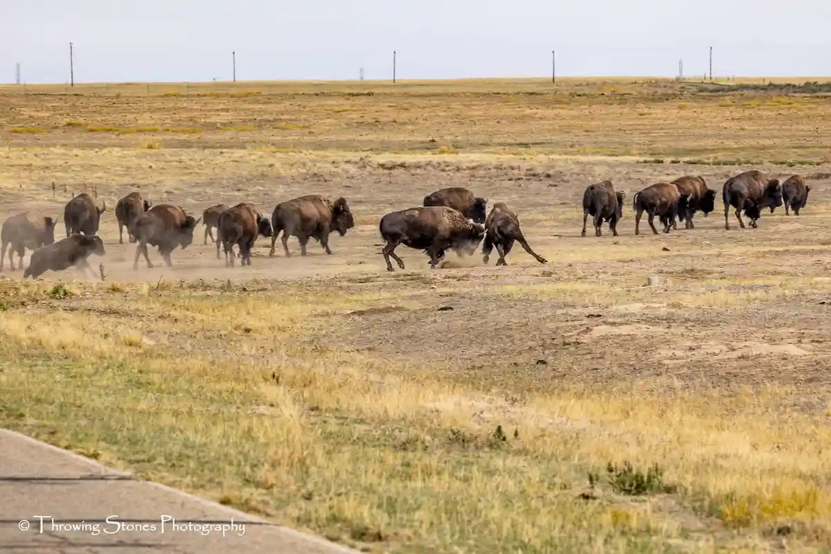 The majestic buffalo in all its glory