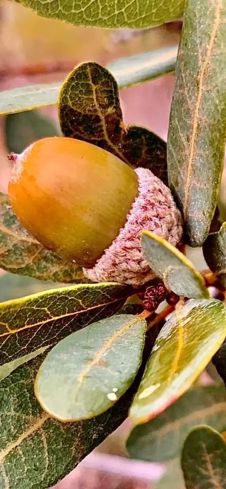 The Mighty Acorn: Nature's Treasure