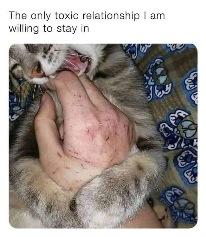 A close-up photo shows a gray and white cat with its mouth open, biting or holding onto a human hand that has multiple…