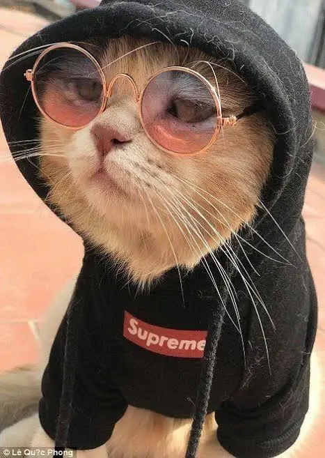 A light-colored cat wearing a black hoodie with a red 'Supreme' logo on the chest and round, rose-tinted sunglasses, looking…