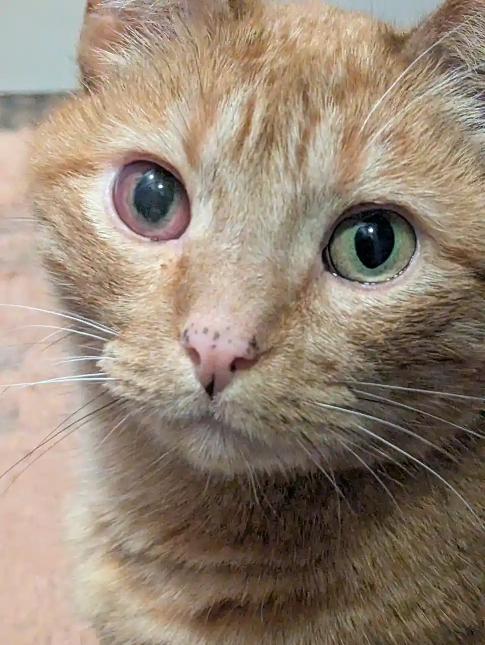 A close-up photo of an orange tabby cat with one normal green eye and one red, swollen, and irritated eye, looking directly…