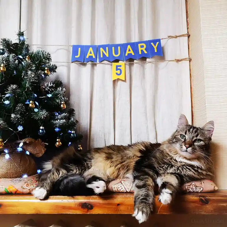 A fluffy tabby cat lounges lazily on a wooden shelf next to a small decorated Christmas tree, with a blue banner reading…