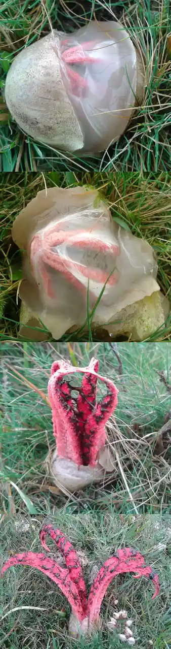 A four-panel image shows a mushroom emerging from the ground, starting as a closed, translucent, egg-like structure, then…
