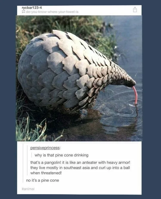 Behold the majestic pinecone!