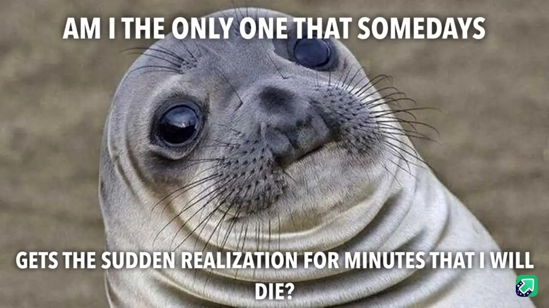 A close-up photo of a seal with large, expressive eyes and a slightly tilted head, conveying a look of existential confusion…