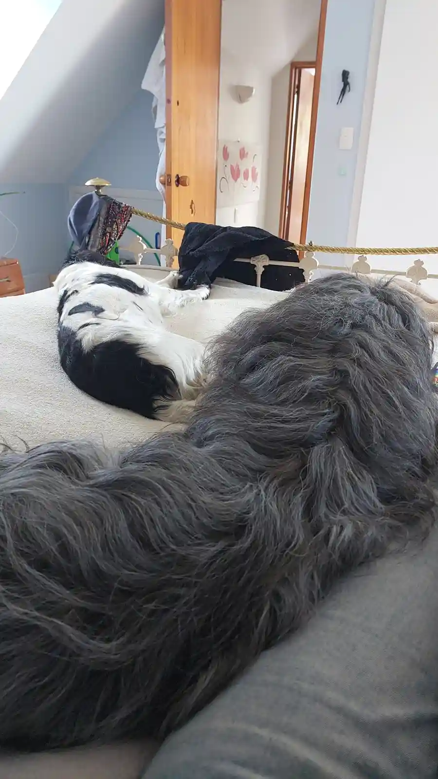 Why Dogs Truly Are the Best Companions