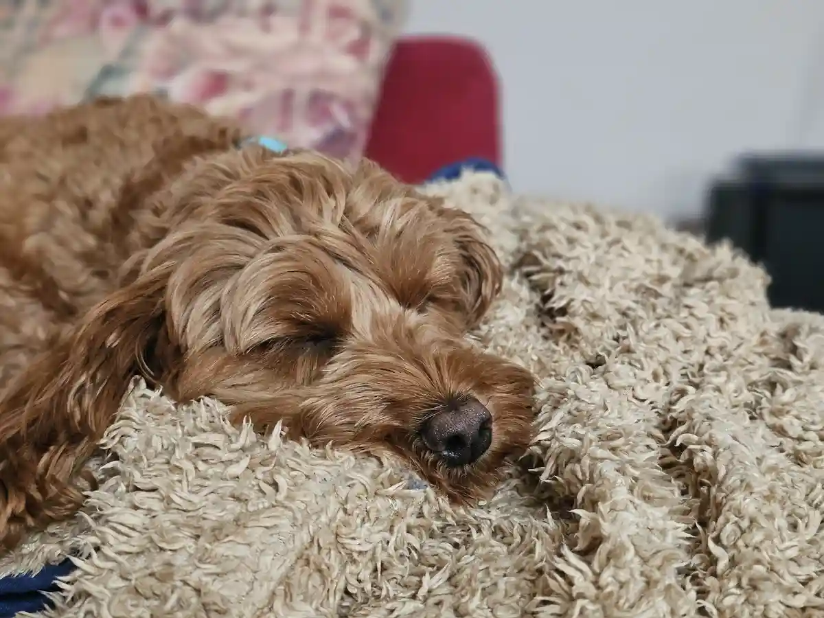 A brown, curly-haired dog is peacefully sleeping with its eyes closed on a fluffy, light-colored blanket. In the background…