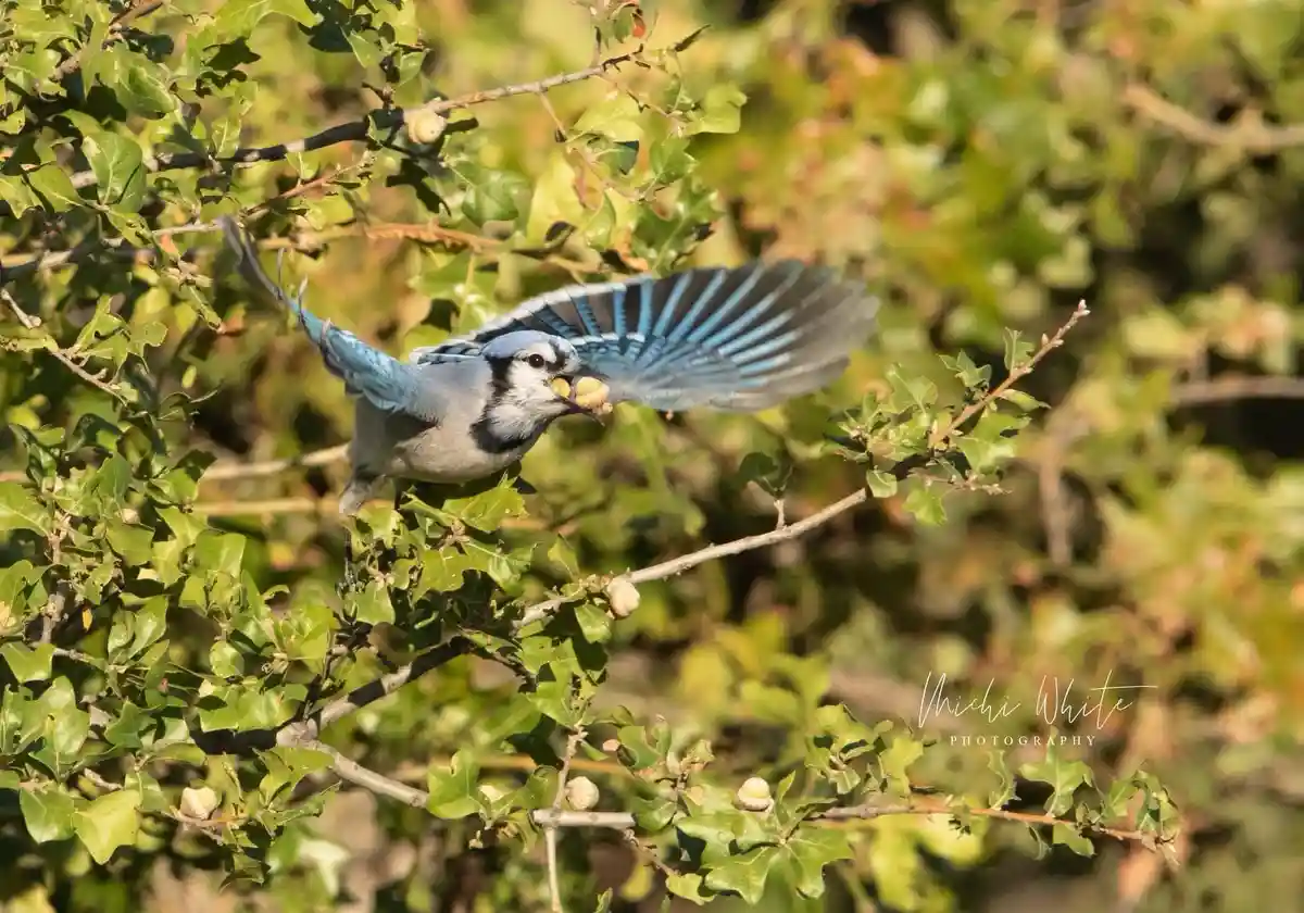 The Majestic Blue Jay in All Its Glory