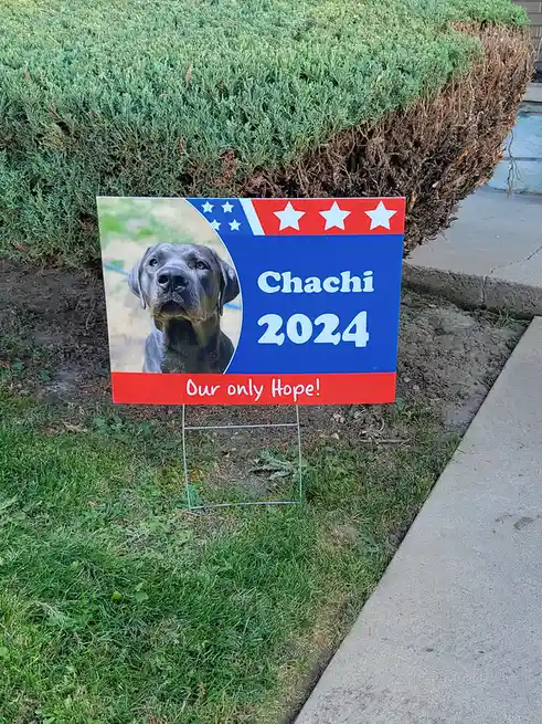 A political campaign yard sign featuring a photo of a grey dog named Chachi, styled with red, white, and blue stars and…