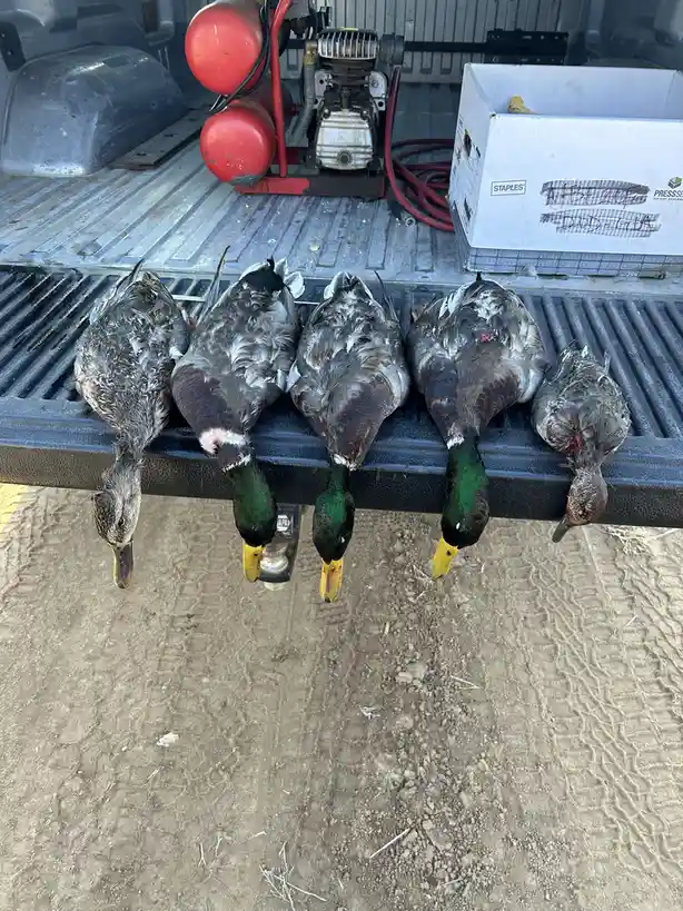 Five harvested ducks are lined up on the black metal tailgate of a pickup truck, heads hanging down. Behind them are red air…