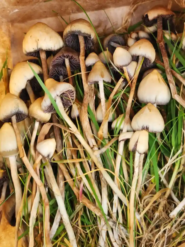 A close-up photo shows dozens of small, light-brown mushrooms with dark purple gills, growing densely in a patch of green…