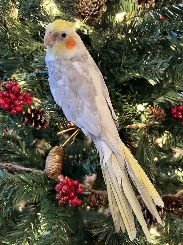 A charming bird perched on a Christmas tree!