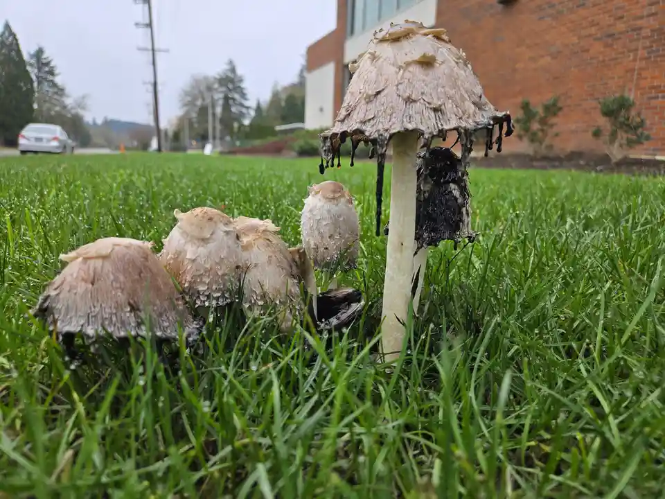 A close-up photo shows several shaggy ink cap mushrooms growing in a dew-covered green lawn, with one large mushroom…