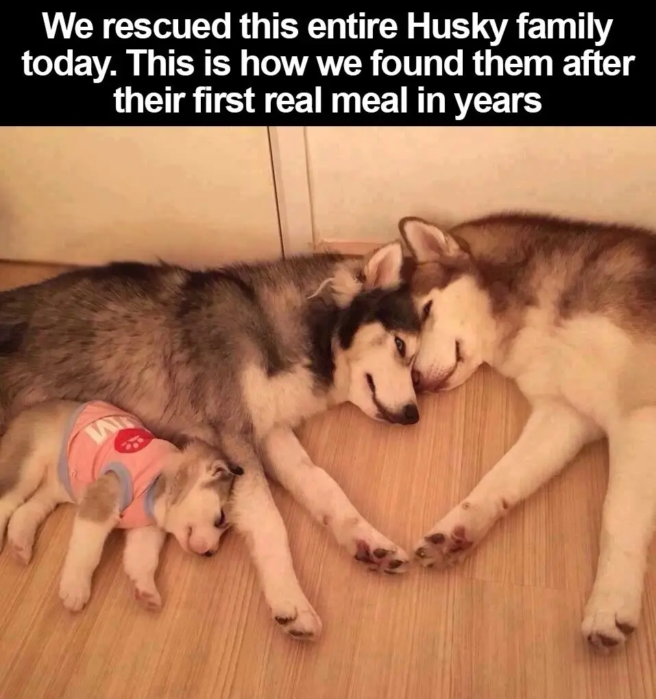 Three huskies, including a small puppy in a pink shirt, are sleeping peacefully on a wooden floor, snuggling together. The…
