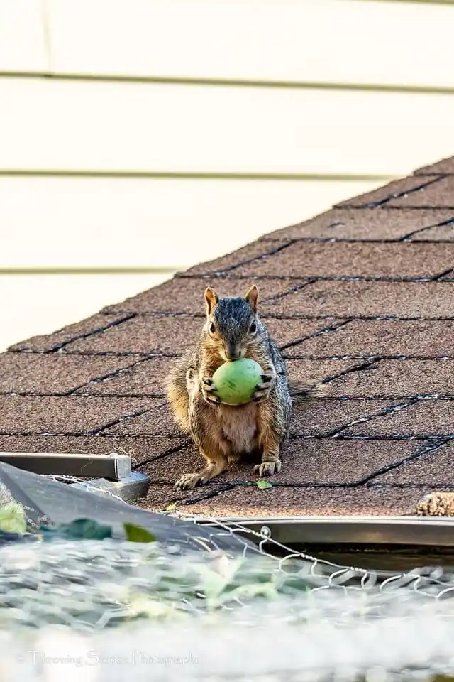 A Grand Feast Awaits