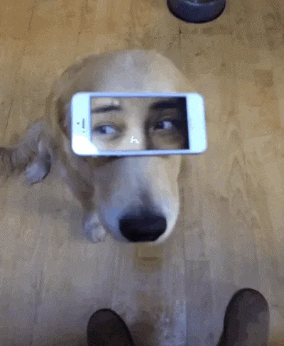 A golden retriever's face is shown in six panels, with a smartphone held over its eyes displaying a person's increasingly…