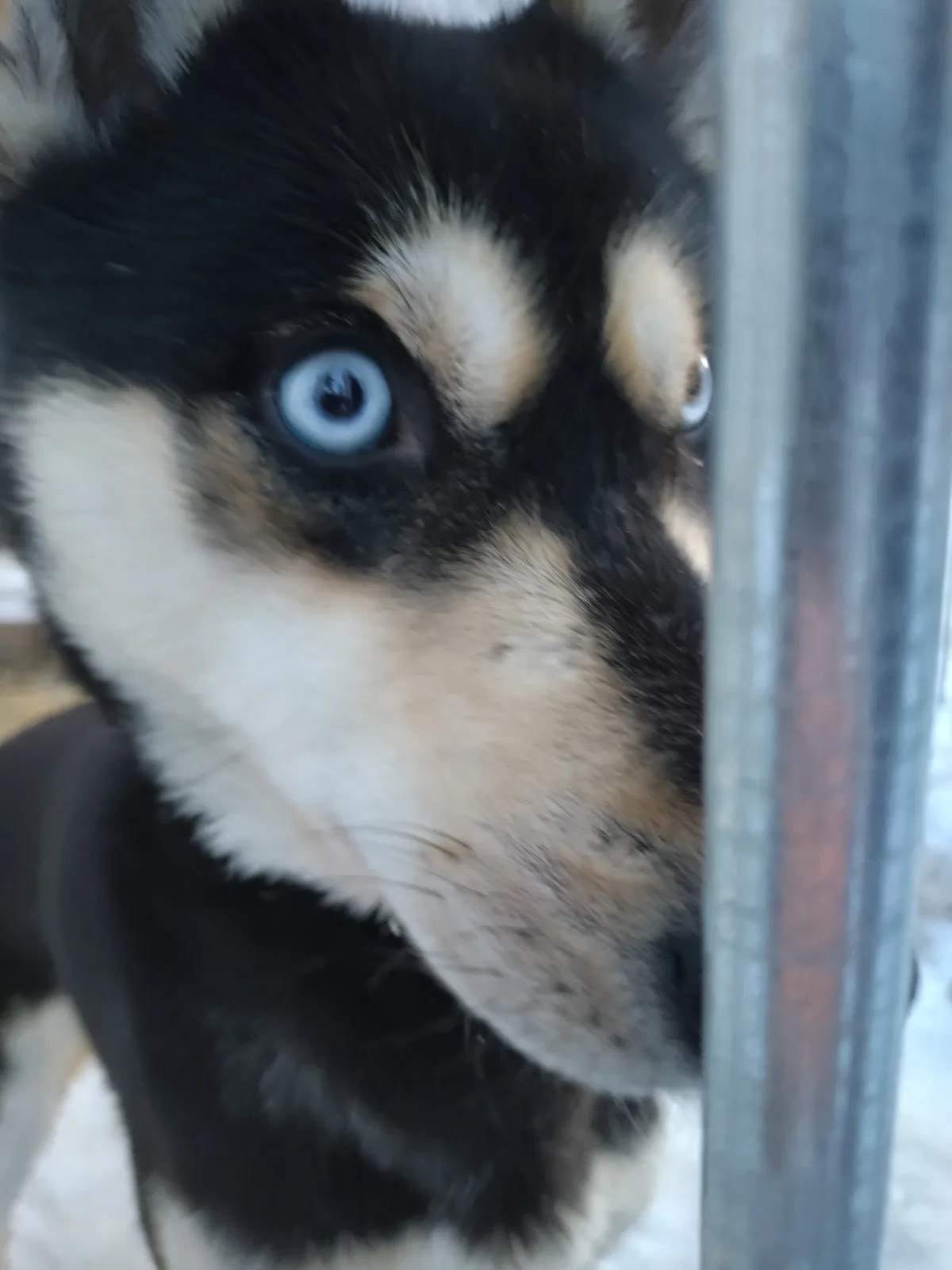 A close-up of a black, tan, and white puppy with striking blue eyes peers through a metal fence, looking directly at the…