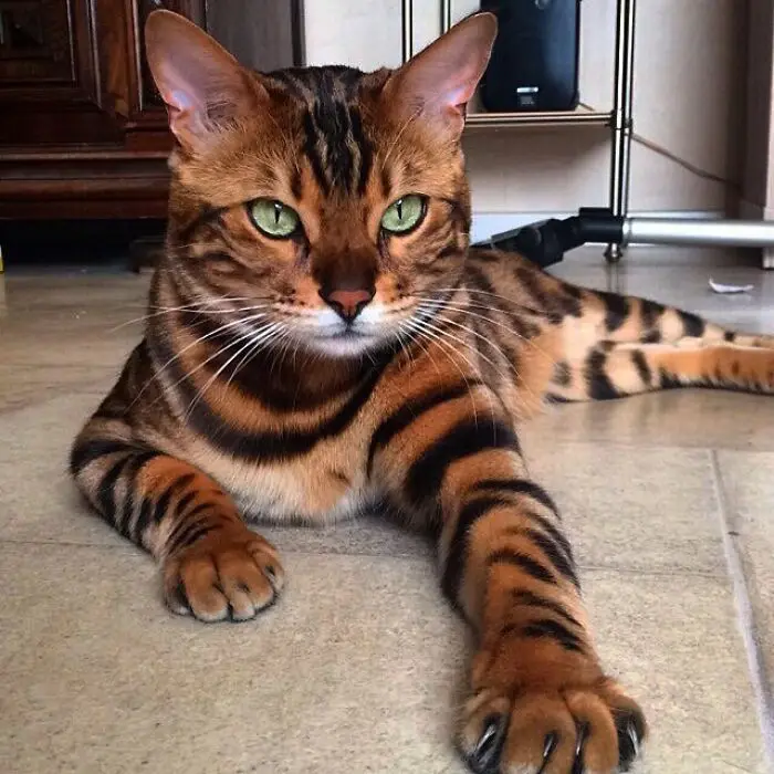 A close-up photo of a Bengal cat with striking green eyes and distinctive brown and black tiger-like stripes lying on a…