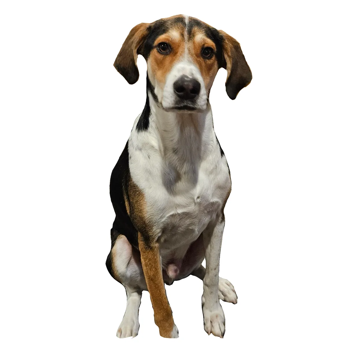 A tri-color dog with black, white, and tan fur sits upright against a plain black background, looking directly at the viewer…