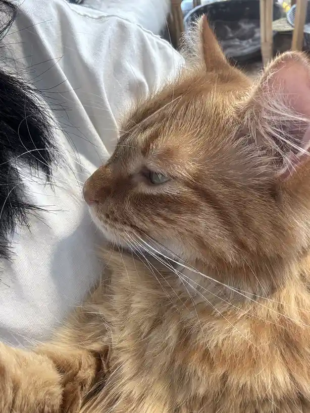 A close-up of a ginger cat with one eye half-closed, resting peacefully on a white fabric surface next to black hair…