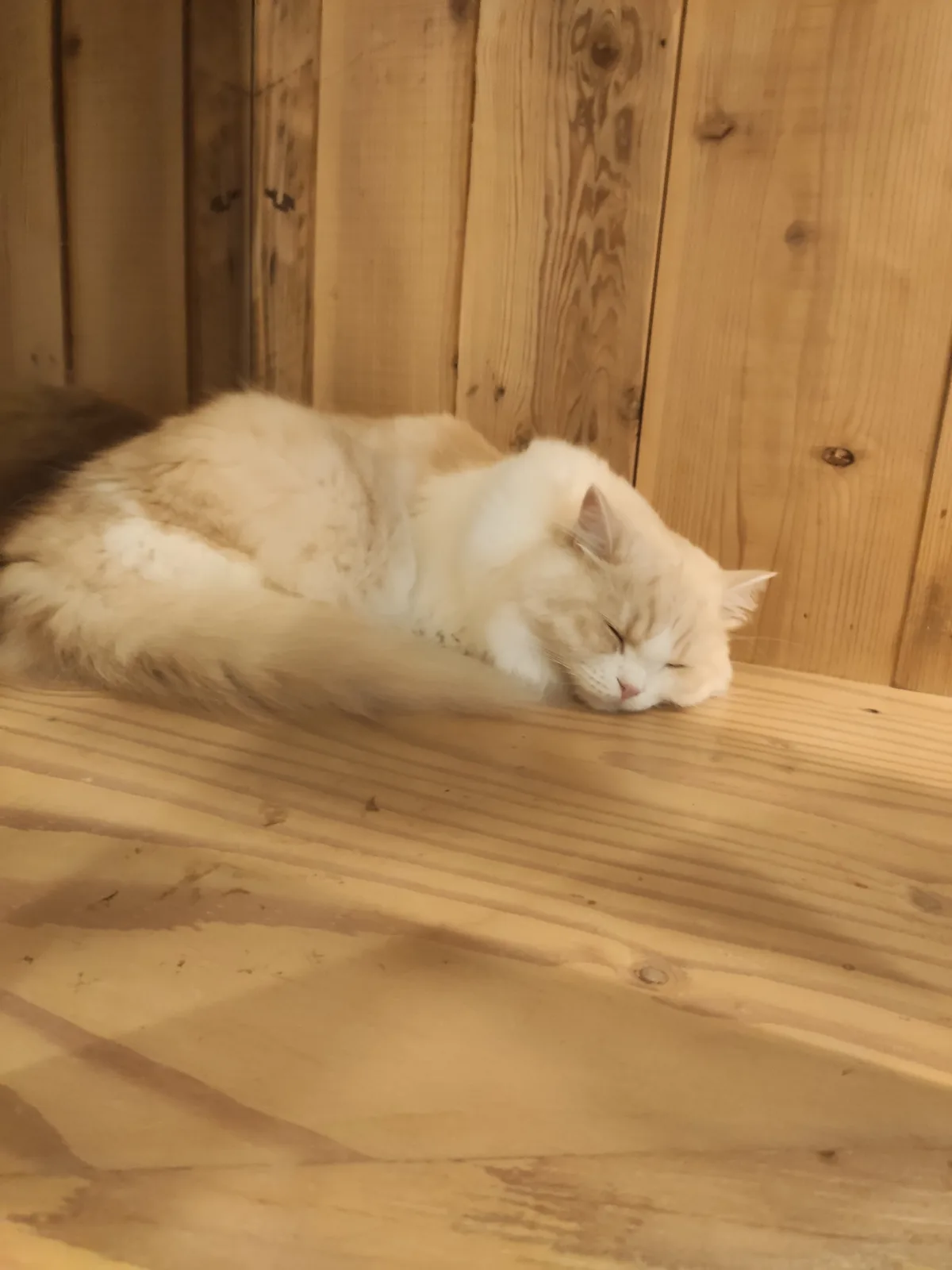 A fluffy, light-colored cat is curled up and sleeping soundly on a wooden surface, with a wooden wall behind it. The…