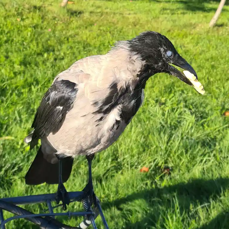 A crow with black head and grey body stands on a metal structure in a grassy field, holding a small yellow snack in its…