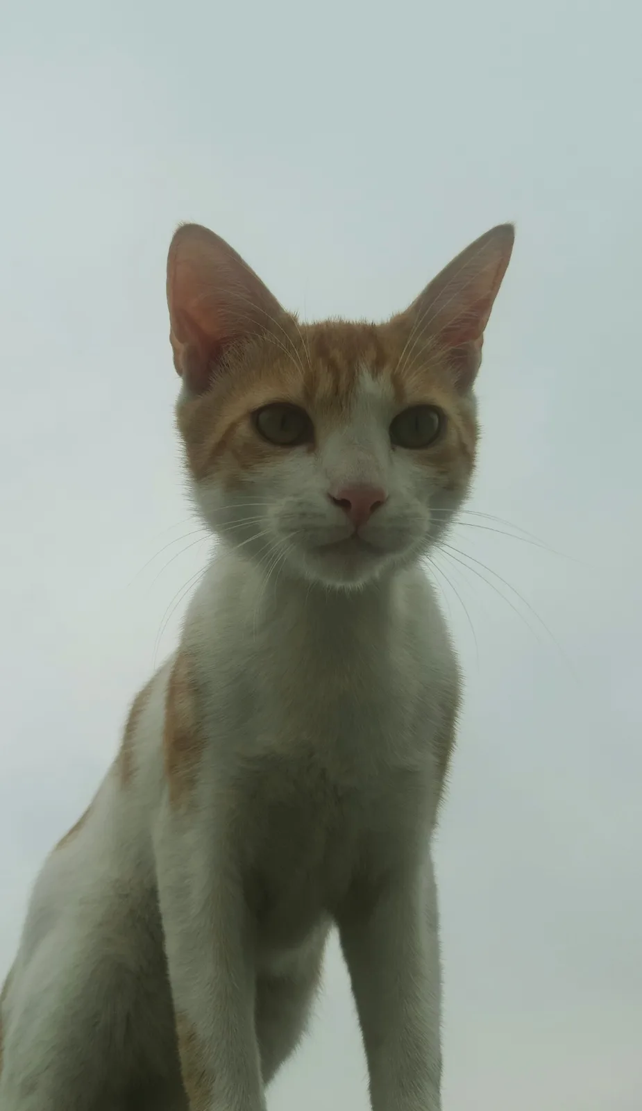 Meet Bear: The Adorable Cat with a Name That Defies Expectations
