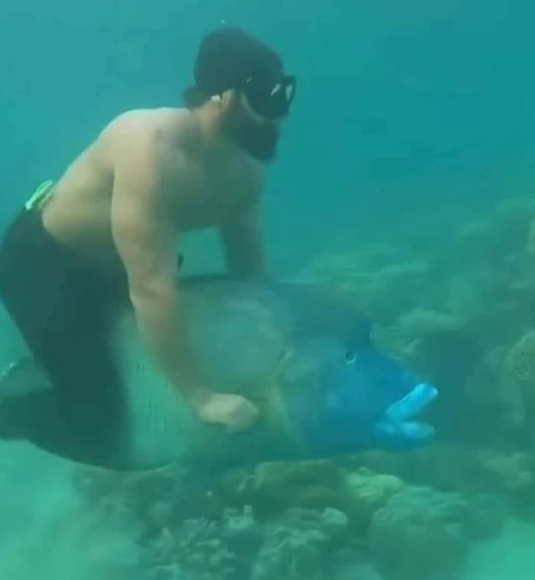 An underwater photo shows a bearded man wearing a snorkel mask and black swim trunks, kneeling beside a large blue fish. He…
