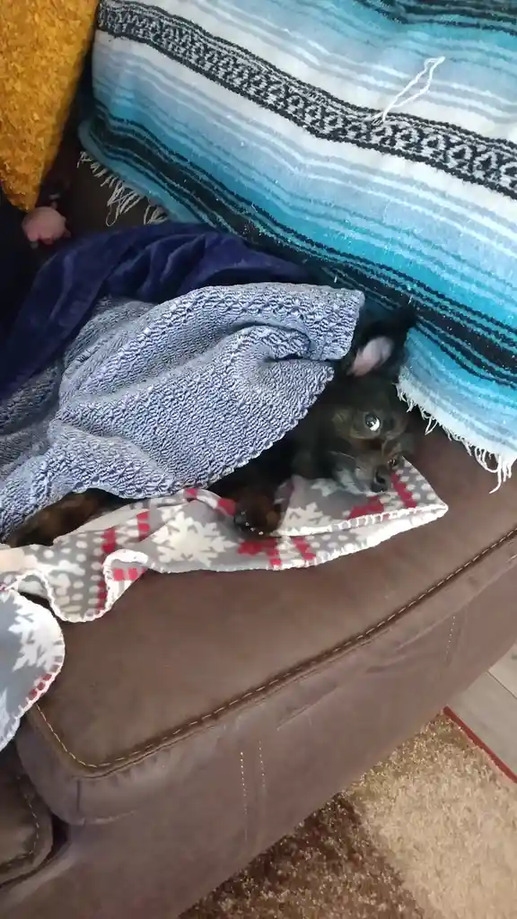 A small dark-furred dog is peeking out from under a blue textured blanket on a brown couch, with a patterned blanket and a…