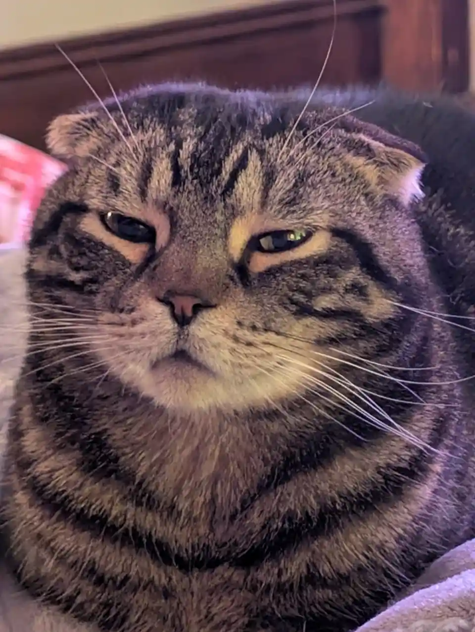 A close-up photo of a tabby cat with folded ears and a grumpy, unimpressed facial expression, looking directly at the…