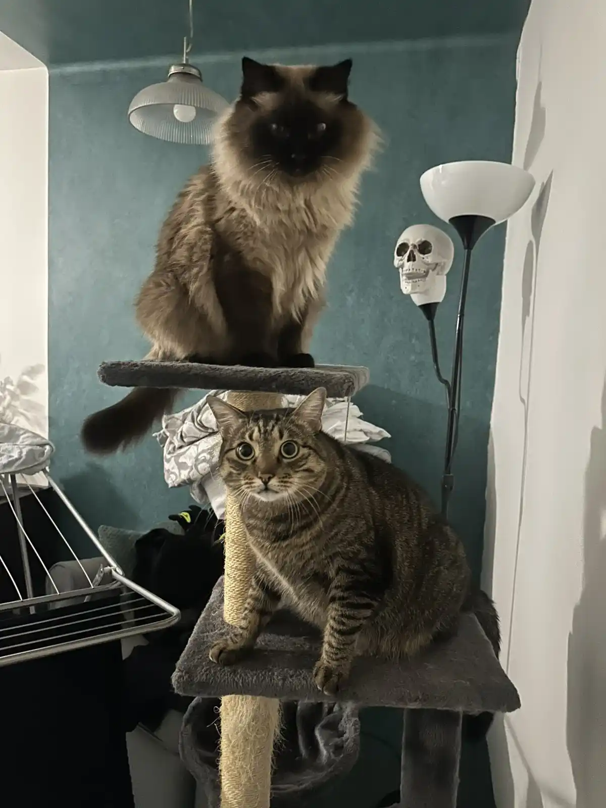 Two cats sit on a multi-level cat tree; a fluffy, dark-faced cat is on the top level looking down, while a tabby cat on the…