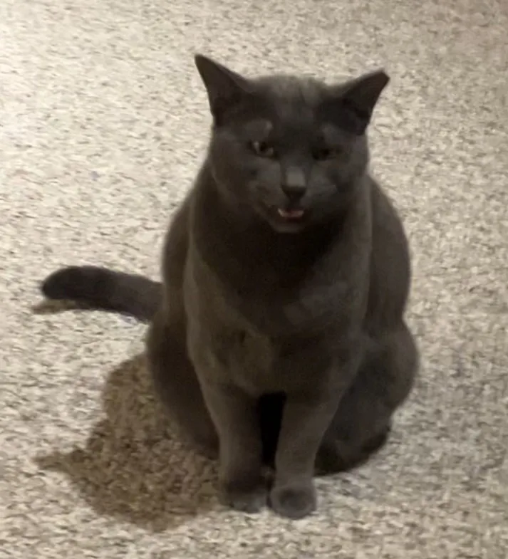 A dark gray cat sits on a speckled carpet, looking directly at the camera with its mouth slightly open, as if mid-meow or…