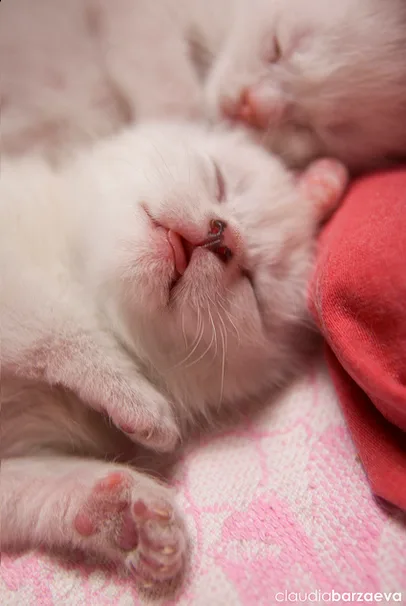 Today's Adorable Cats Stealing Hearts