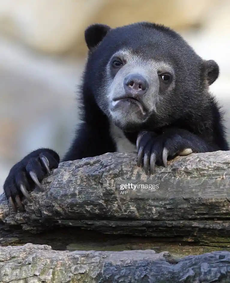 No confessions here, just the bear