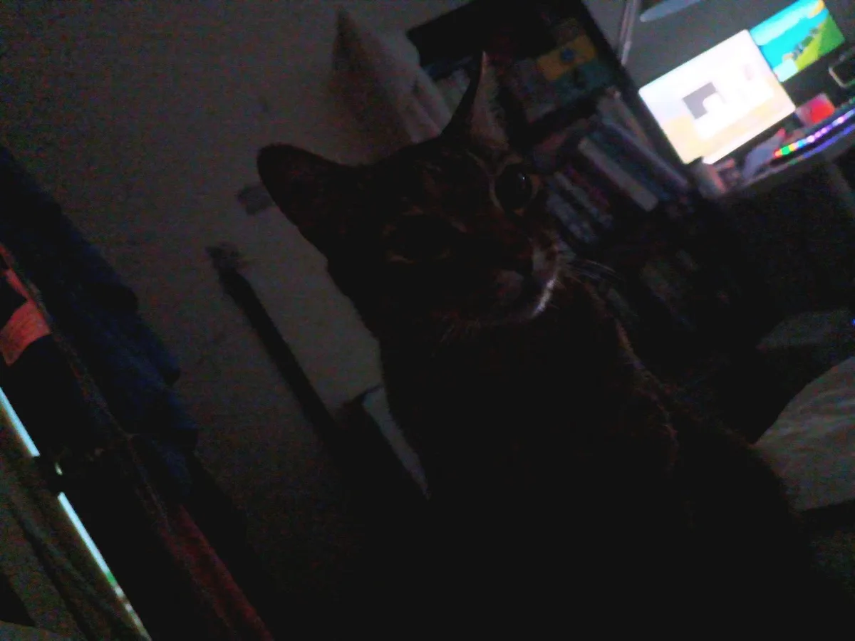 Another Adorable Cat Moment