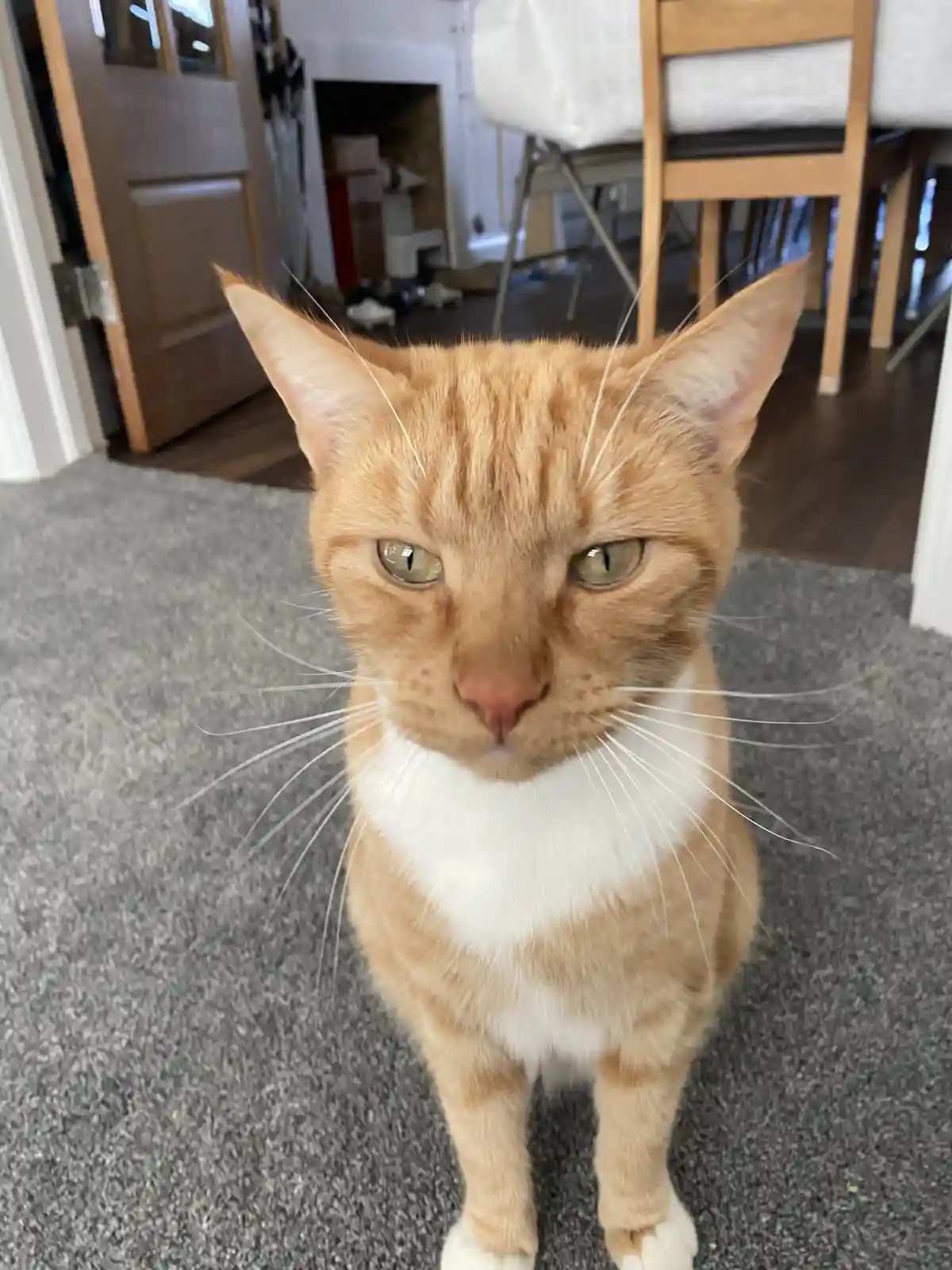 An orange tabby cat with a white chest and paws sits on a gray carpet, staring directly at the camera with a flat…