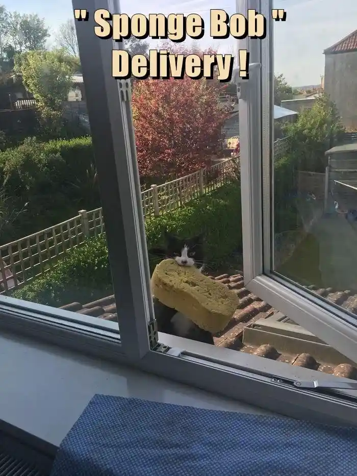 A black and white cat is seen outside a window, holding a large yellow sponge in its mouth. The text overlay reads "Sponge…