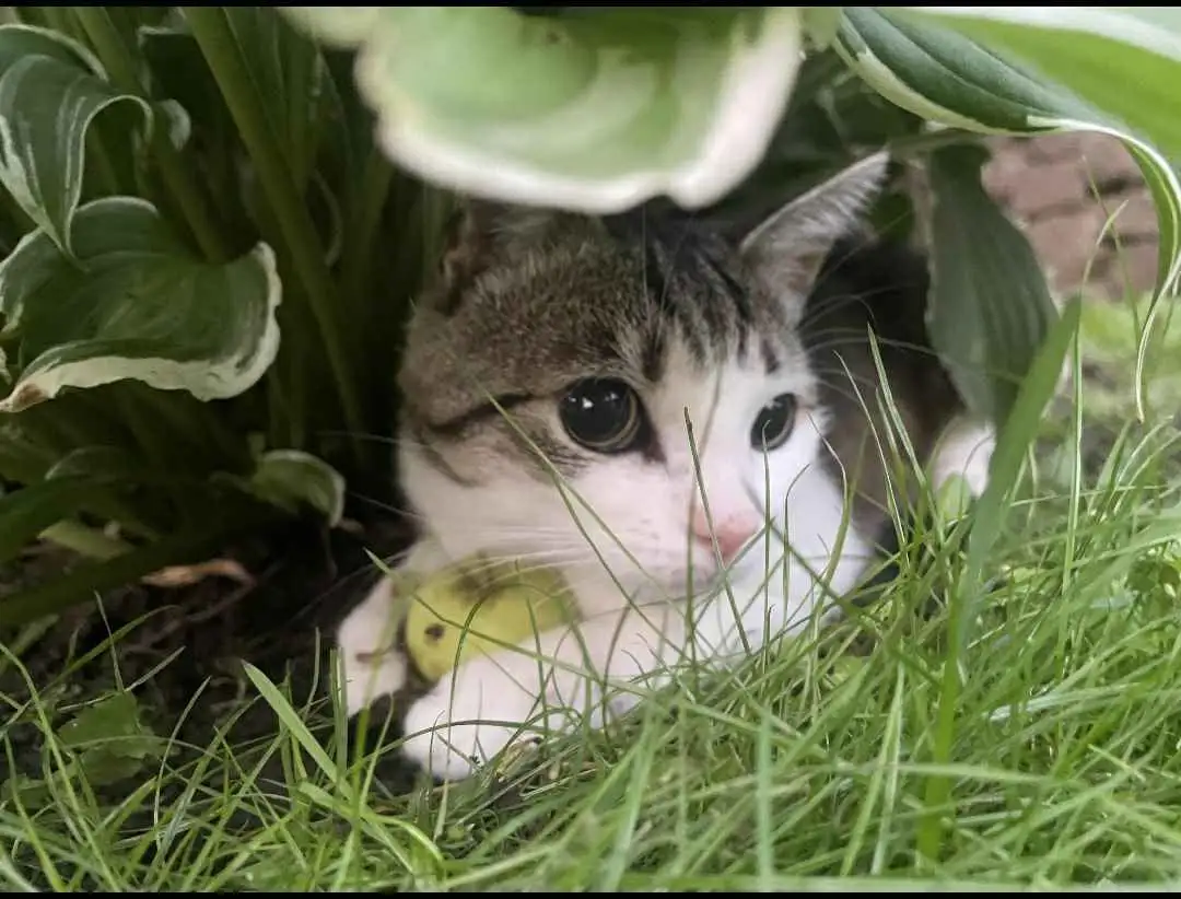 Pihkel: A Mysterious Encounter