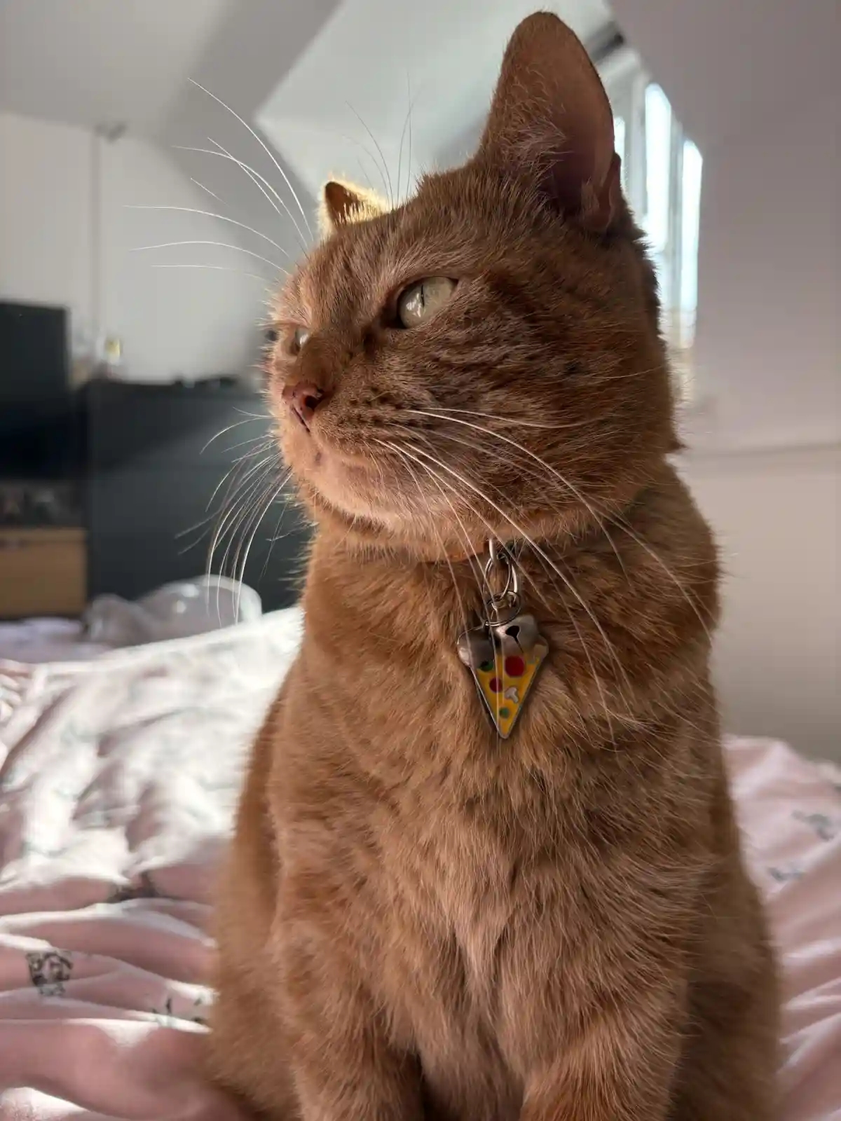 A ginger cat sits upright on a bed, looking off to the side with a calm, slightly aloof expression. It wears a collar with a…