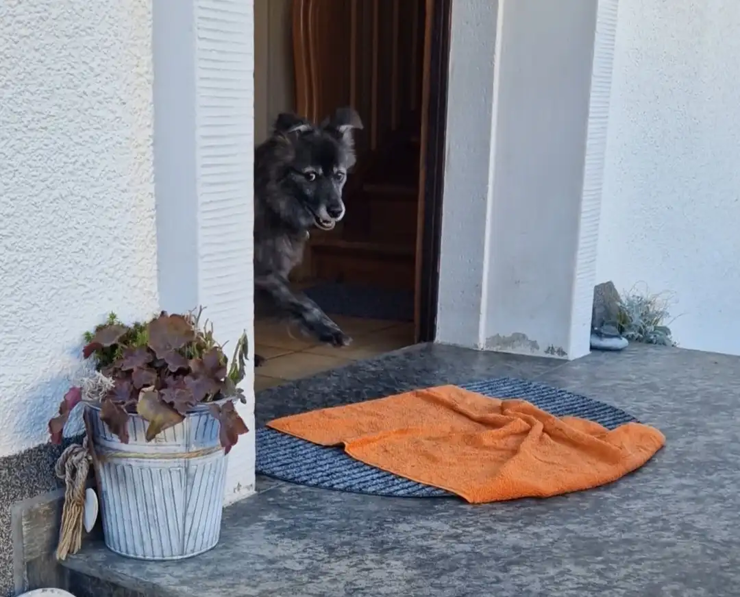 A fluffy black dog is partially visible in a doorway, looking out with a slightly smug or unimpressed expression. In front…
