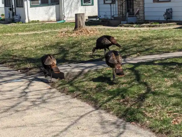 Three wild turkeys are foraging on a grassy lawn next to a concrete sidewalk in front of a residential house. The birds are…