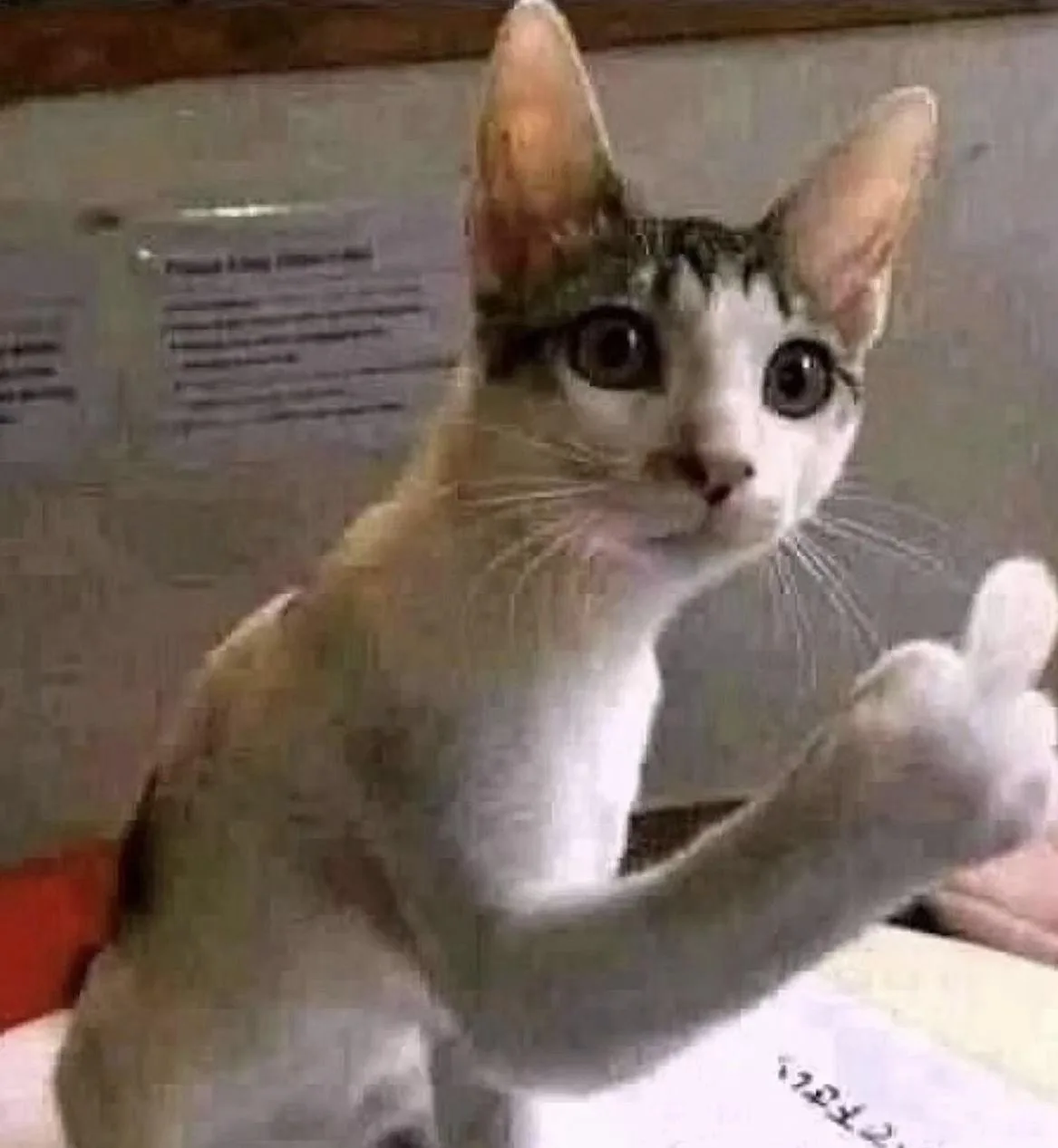 Caturday: A Purrfect Meme Collection