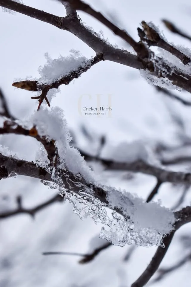 A close-up photograph of bare tree branches covered in snow and icicles against a snowy background. The image has a…