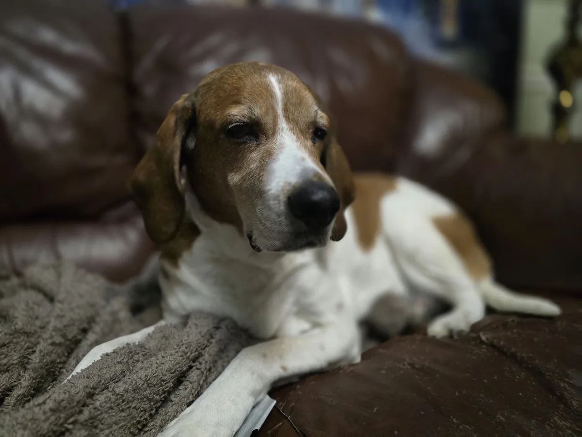 Goodnight, Sweet Isabel: A Fond Farewell