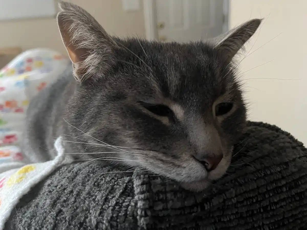 Chillin' on Caturday: Feline Relaxation Mode