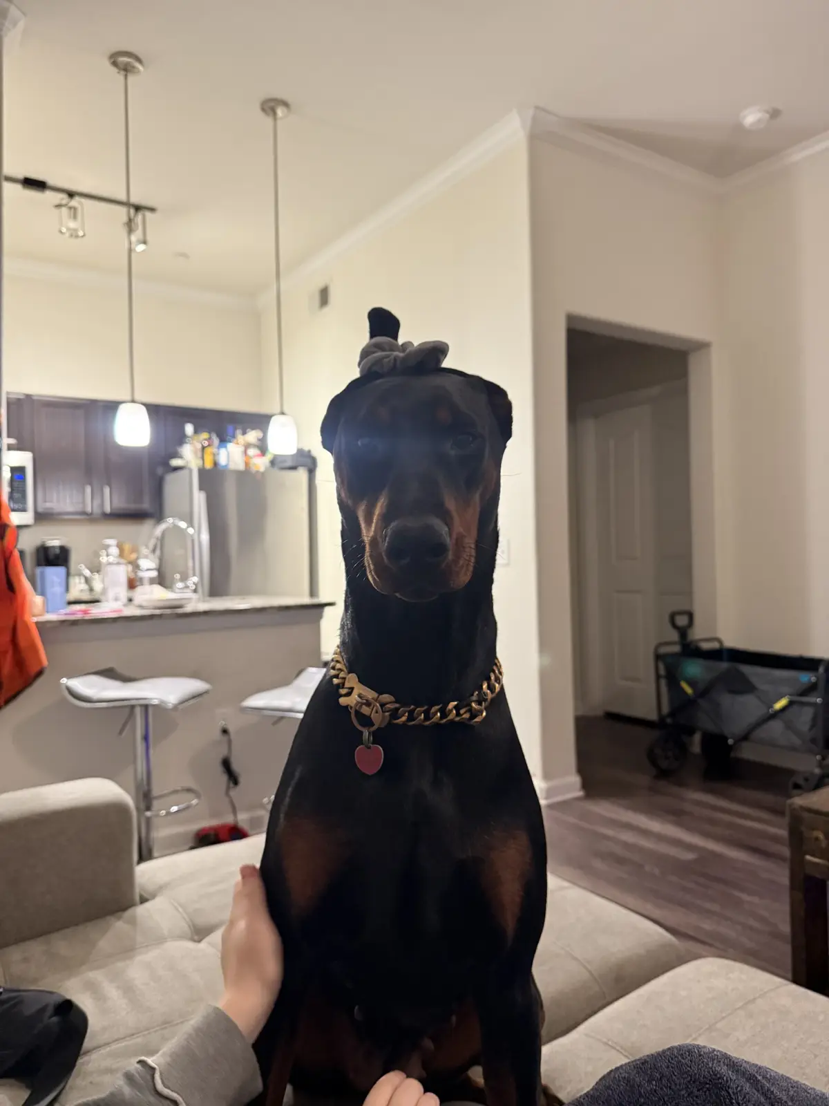 A Doberman Pinscher sits upright on a beige couch in a home, wearing a gold chain collar and a grey scrunchie on its head. A…