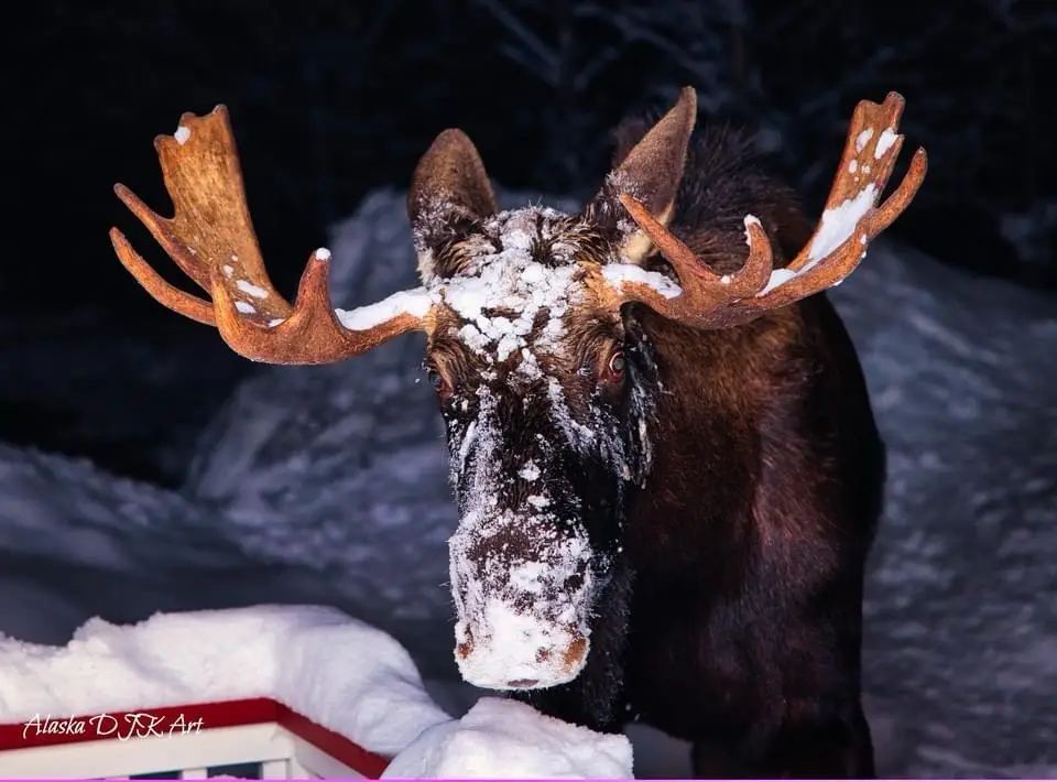 Meet the majestic moose!