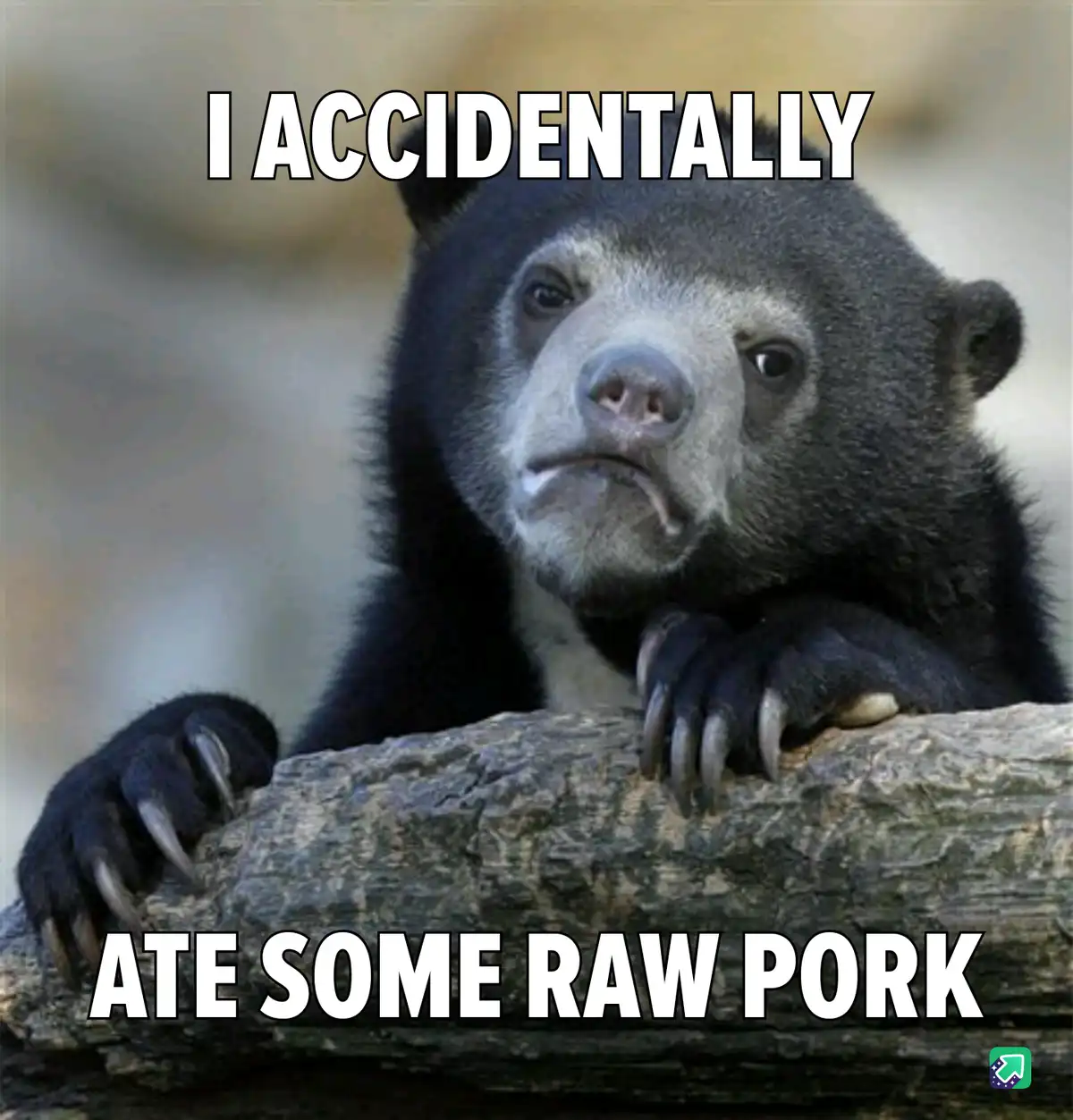 A close-up photo of a sad-looking spectacled bear resting its paws on a log, with the text 'I ACCIDENTALLY' at the top and…